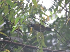 Mitrospingus cassinii