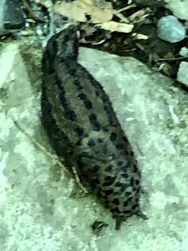 Limax maximus