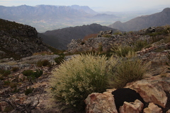 Pentameris distichophylla