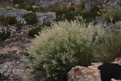 Pentameris distichophylla