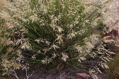 Pentameris distichophylla