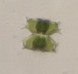 Staurastrum quadrangulare