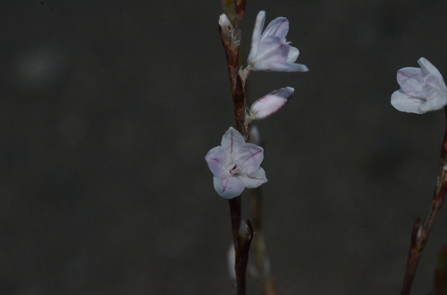 Douglas' knotweed (Polygonum douglasii)