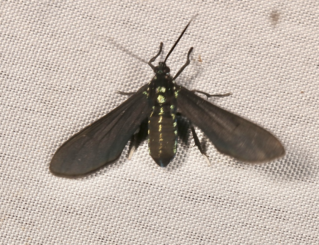 Poliopastea plumbea