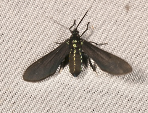Poliopastea plumbea