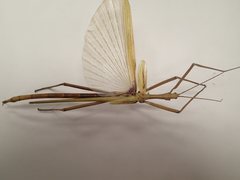 Tropidoderus childrenii