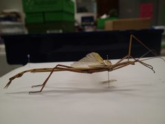 Tropidoderus childrenii