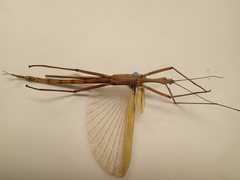 Tropidoderus childrenii