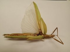 Tropidoderus childrenii