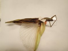 Tropidoderus childrenii