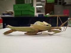 Tropidoderus childrenii