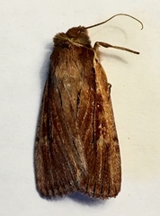 Tesagrotis corrodera