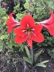 Hippeastrum vittatum