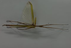 Tropidoderus childrenii