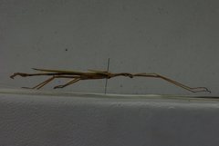 Tropidoderus childrenii