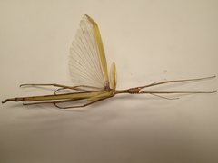 Tropidoderus childrenii