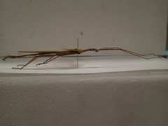 Tropidoderus childrenii