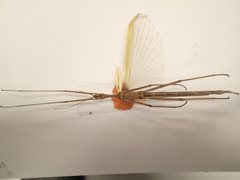 Tropidoderus childrenii