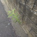 Salvia yangii: Herkunft und Verwendung — foto 1