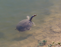 Apalone mutica mutica