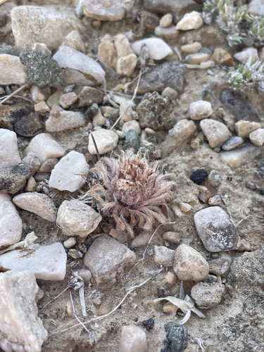Yellowstone grounddaisy (Townsendia condensata)