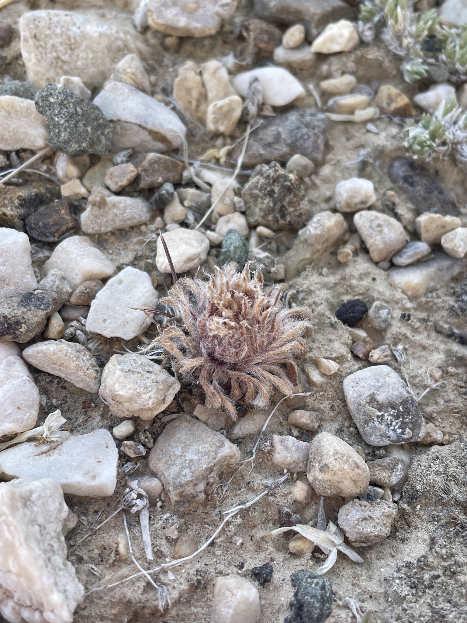 Yellowstone Grounddaisy (Townsendia condensata)