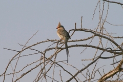 Urocolius macrourus