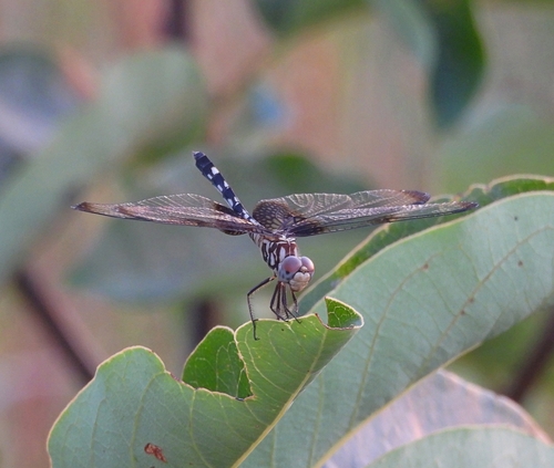 Checkered Setwing photo 4
