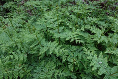 Hypolepis millefolium