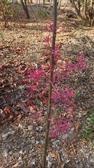 Vasconcellea parviflora