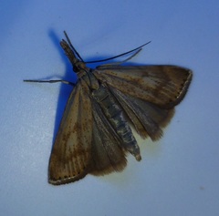 Agriphila biothanatalis