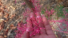 Vasconcellea parviflora
