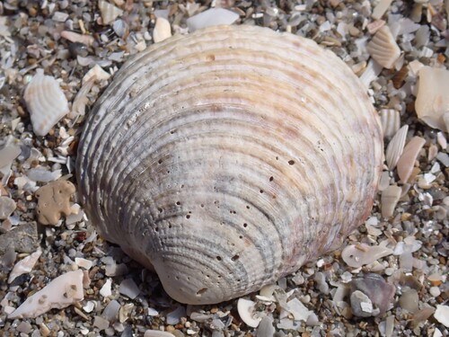 Warty Venus Clam