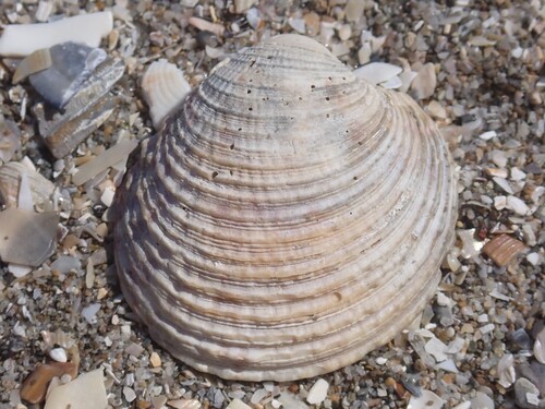 Warty Venus Clam