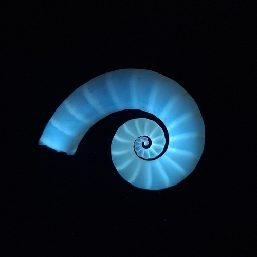 Ram's Horn Squid