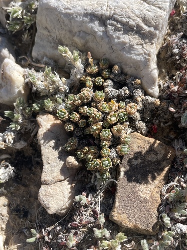 Few-seeded Draba (Draba oligosperma)