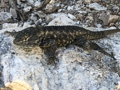 Sceloporus magister