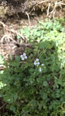 Cardamine caldeirarum, photograph (c) Carminda Santos, some rights reserved (CC BY)