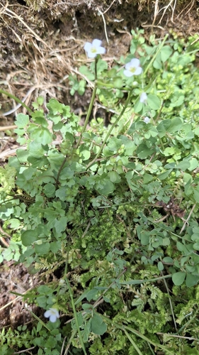 Cardamine caldeirarum, photograph 4