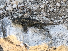 Sceloporus magister