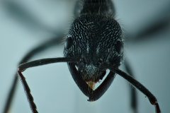 Leptogenys sjostedti