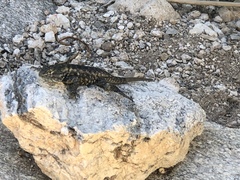 Sceloporus magister