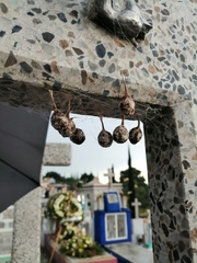 Mastophora