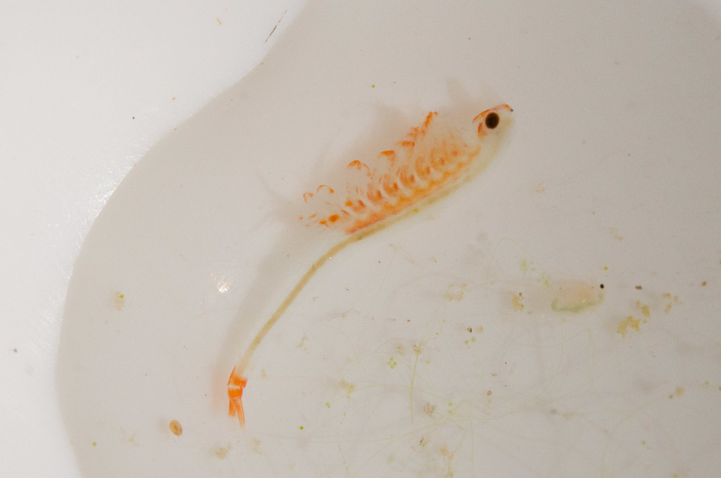 California Fairy Shrimp in February 2018 by Charlie Russell ...