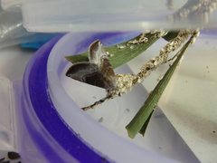 Mataeomera mesotaenia