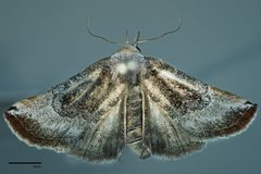 Mataeomera mesotaenia