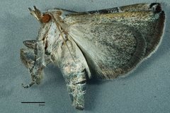 Mataeomera mesotaenia