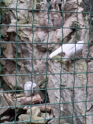 View observation of {o.common_name} on iNaturalist