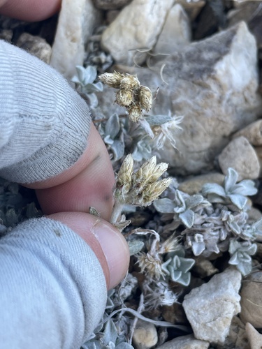 Flat-top Pussytoes (Antennaria corymbosa)
