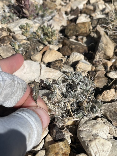 parry's oxytrope (Oxytropis parryi)